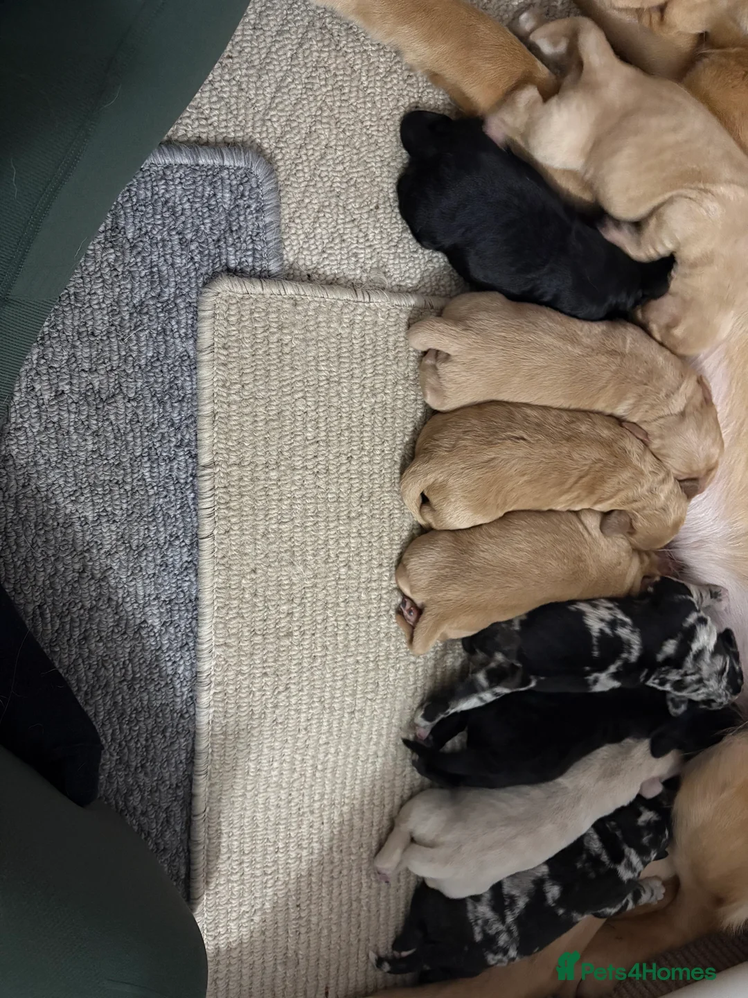 Mixed Breed dogs for sale: Labradoodles  - Advert 2