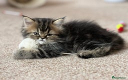 Persian cats for stud: Proven Persian Stud Shelby 💙 - Image 15