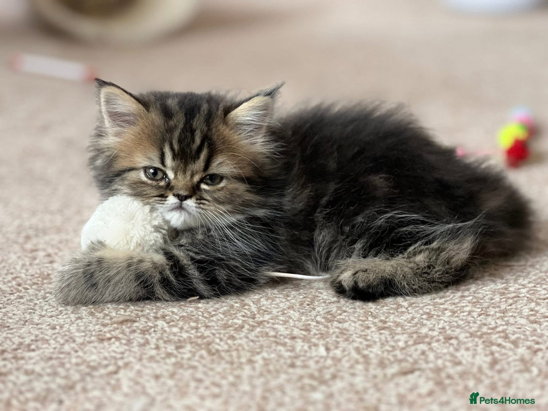 Persian cats for stud: Proven Persian Stud Shelby 💙 - Image 15