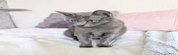 Russian Blue cats for sale: GCCF Registered Mia Seeking a Loving Home - Advert 4