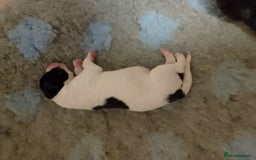 Mixed Breed dogs for sale: Bedlington x greyhound lurchers - Image 1