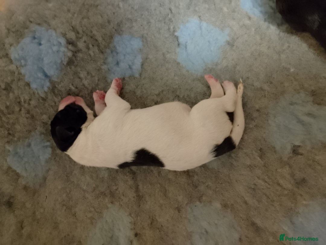 Mixed Breed dogs for sale: Bedlington x greyhound lurchers - Image 1