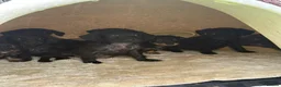 Dachshund dogs for sale: Dachshund puppies mixed litter  - Advert 3
