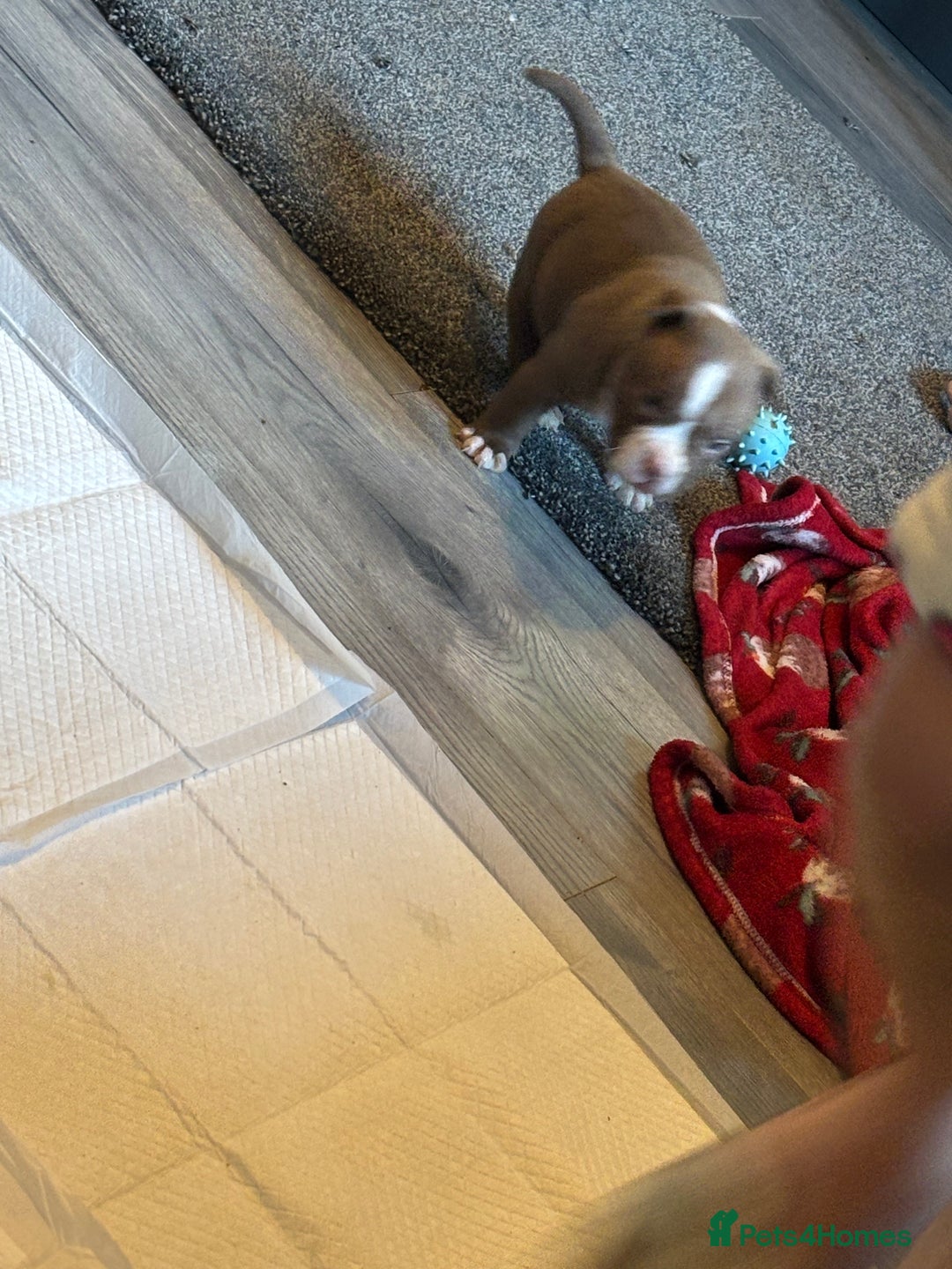 American Bully dogs for sale: Pocket bully puppies - Advert 14