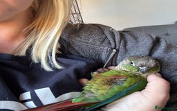 Conures birds for sale: Hand reared very tame conure - Image 1