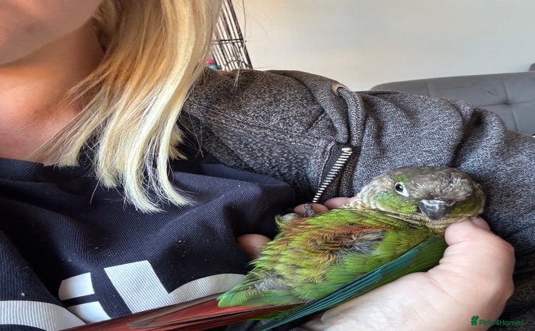 Conures birds - Advert 1