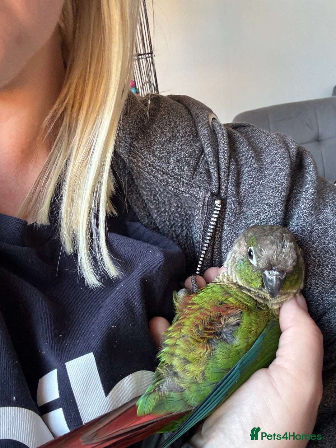 Conures birds for sale: Hand reared very tame conure - Image 1