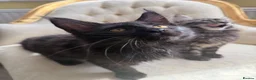 Maine Coon cats for sale: Mane coon kittens  - Advert 13