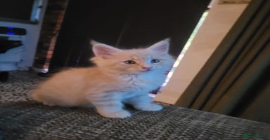 Maine Coon cats - Advert 2