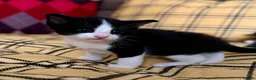 Mixed Breed cats for sale: Seven Beautiful Kittens Looking for Loving Homes - Advert 4