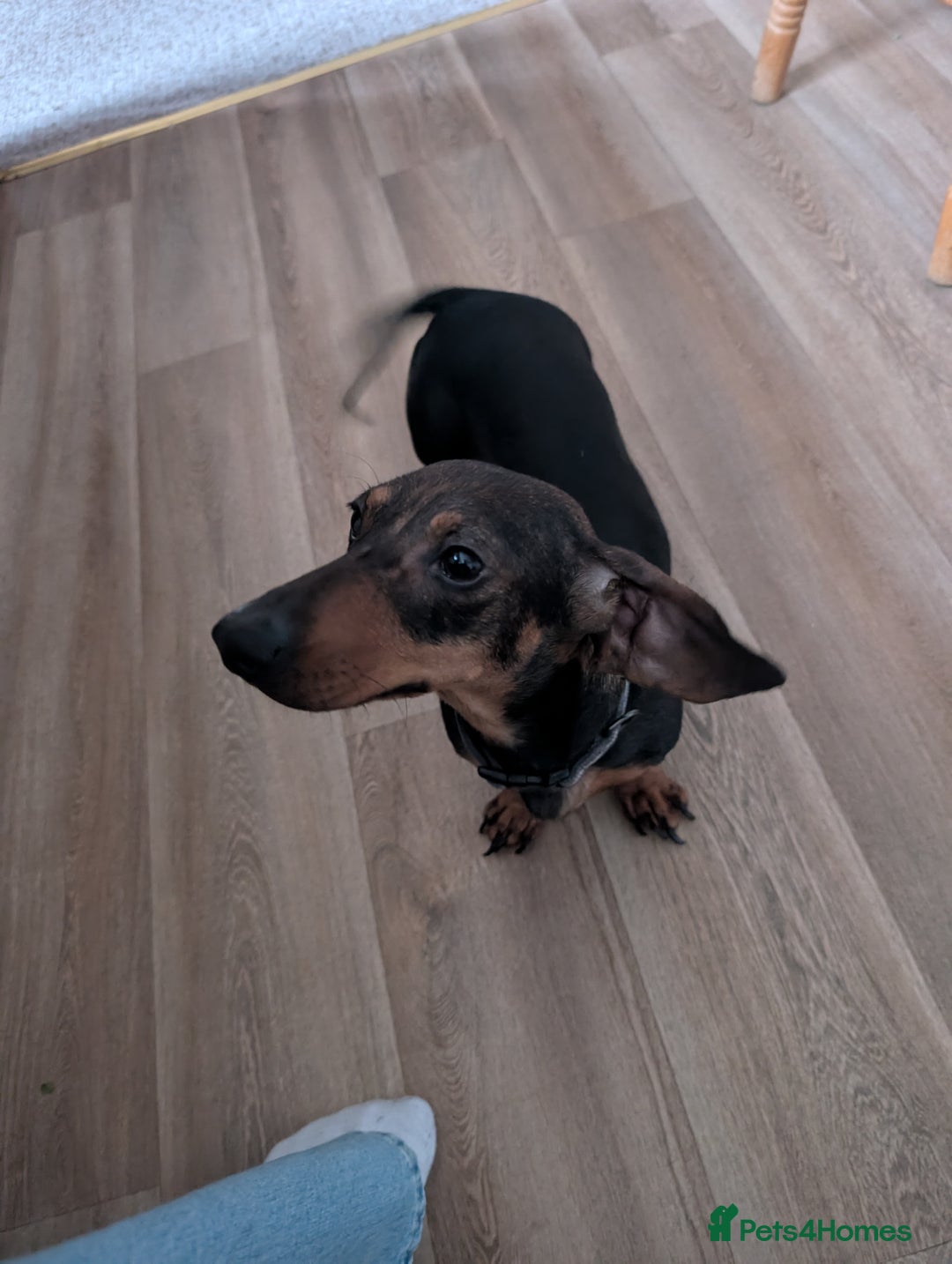 Miniature Dachshund dogs for sale: Adorable Female Mini Dachshund  - Advert 4