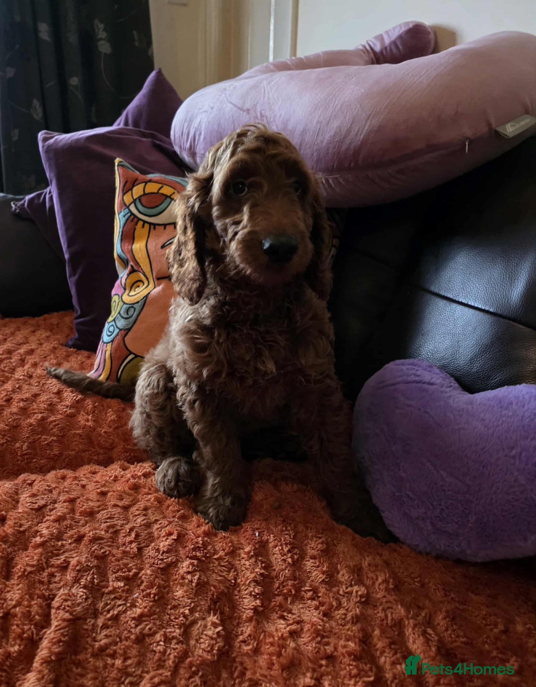 Goldendoodle dogs for sale: 👑Superb Rare Toy/Mini Deepest Red Goldendoodles👑 - Advert 4