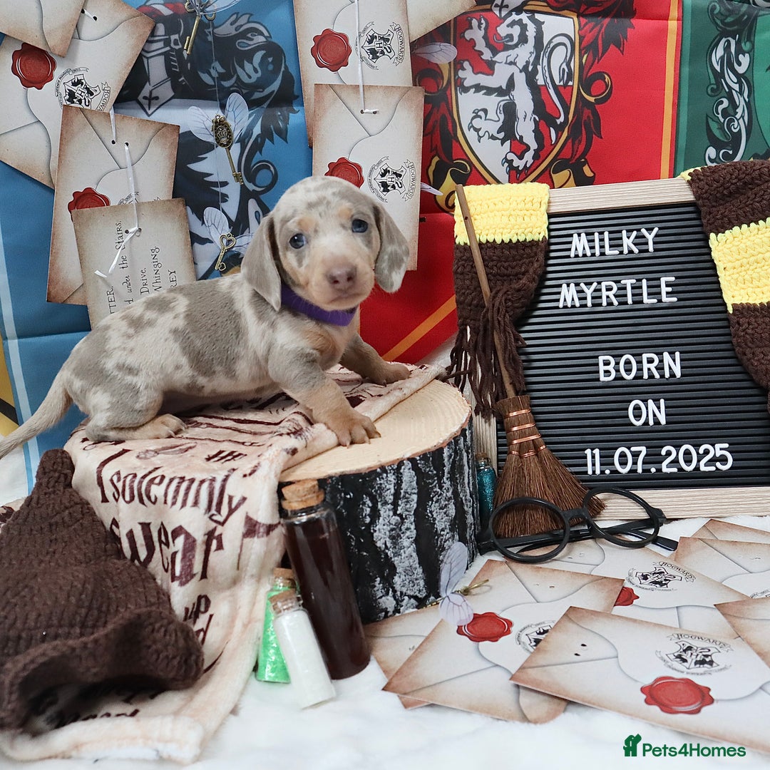 Miniature Dachshund dogs for sale: KC Reg short haired miniature dachshunds - Image 8