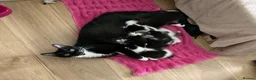 Domestic Shorthair cats for sale: Beautiful kittens ready in 5 weeks - Advert 7