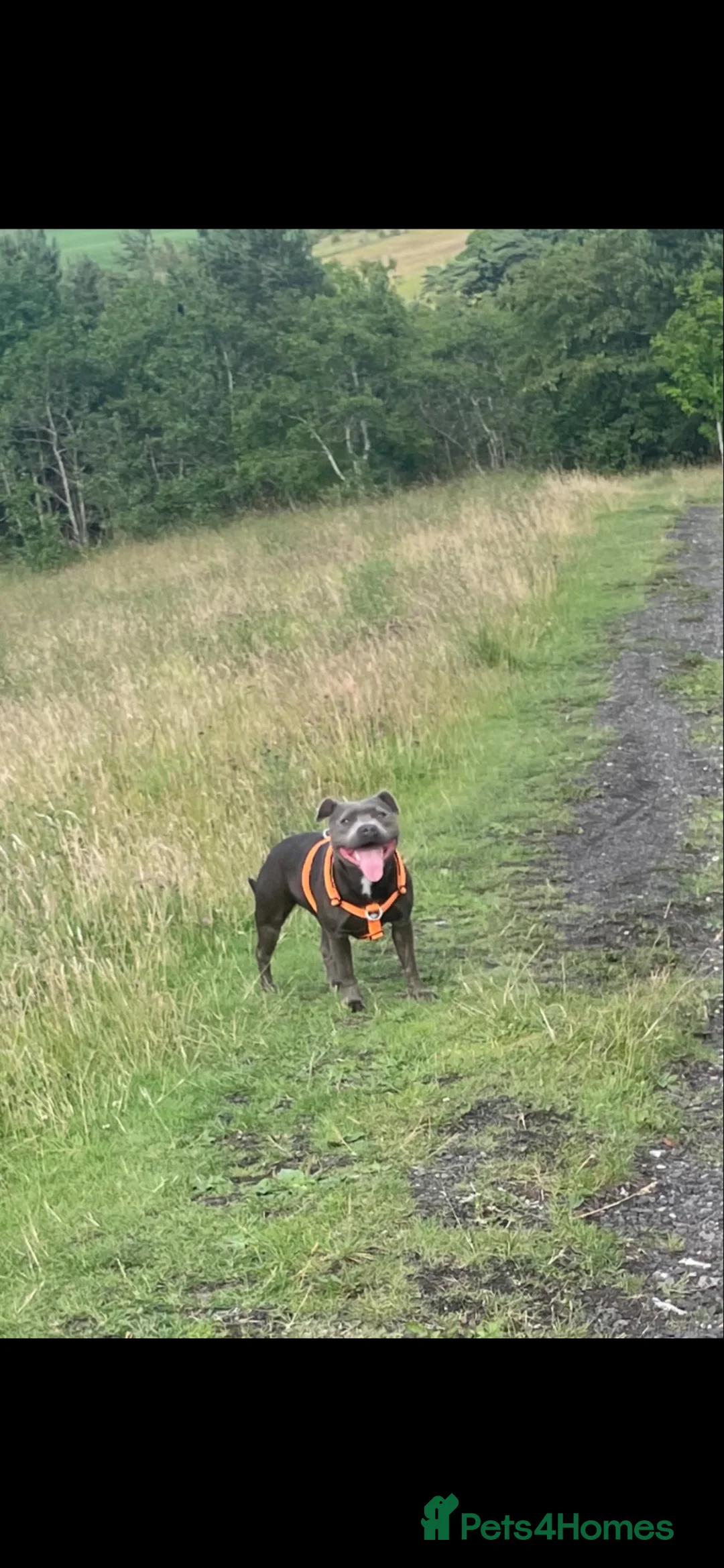 Staffordshire Bull Terrier dogs for sale: KC blue Staffy pup - Advert 5