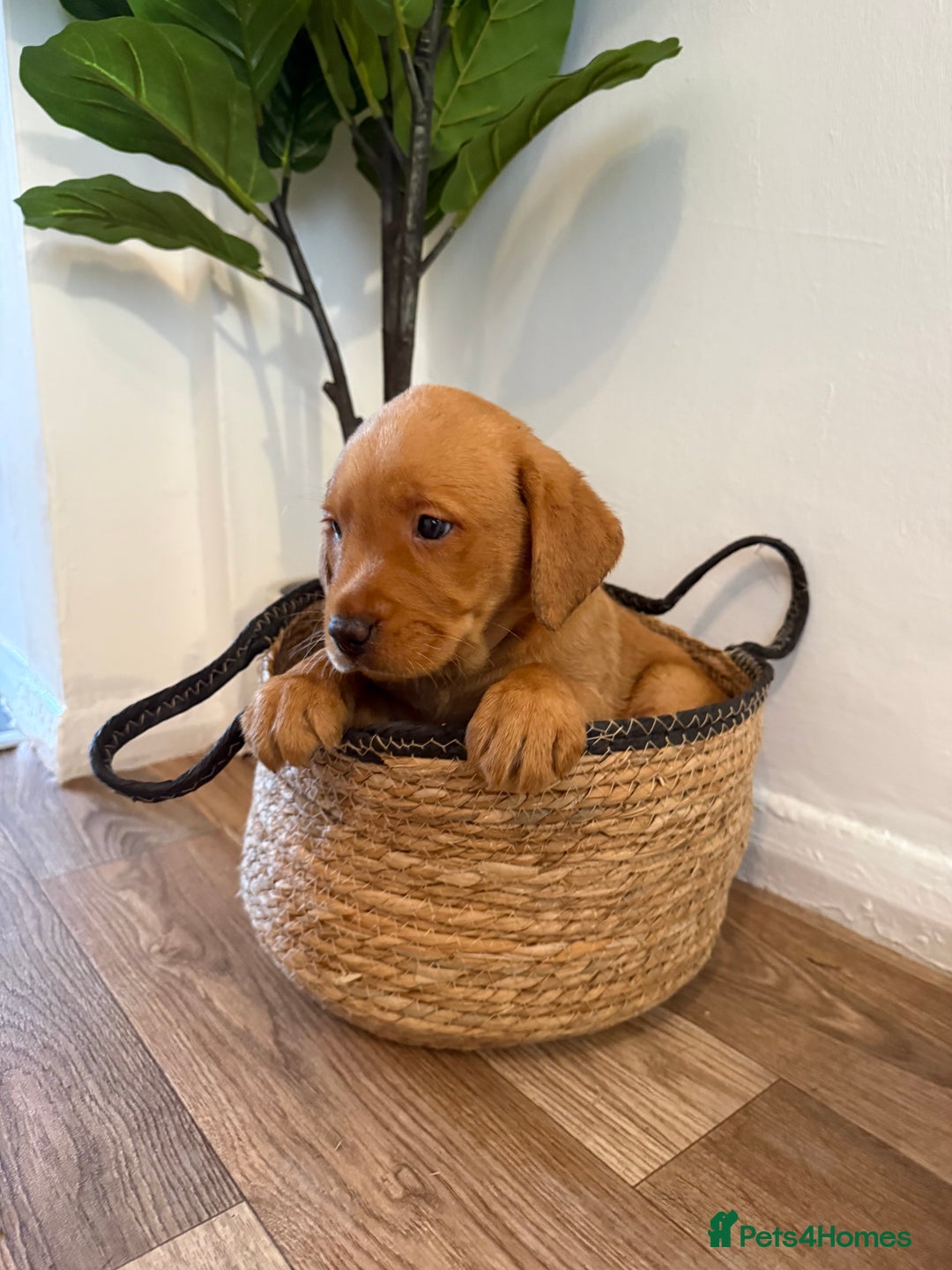 Labrador Retriever dogs for sale: Labrador pups for sale  - Advert 6