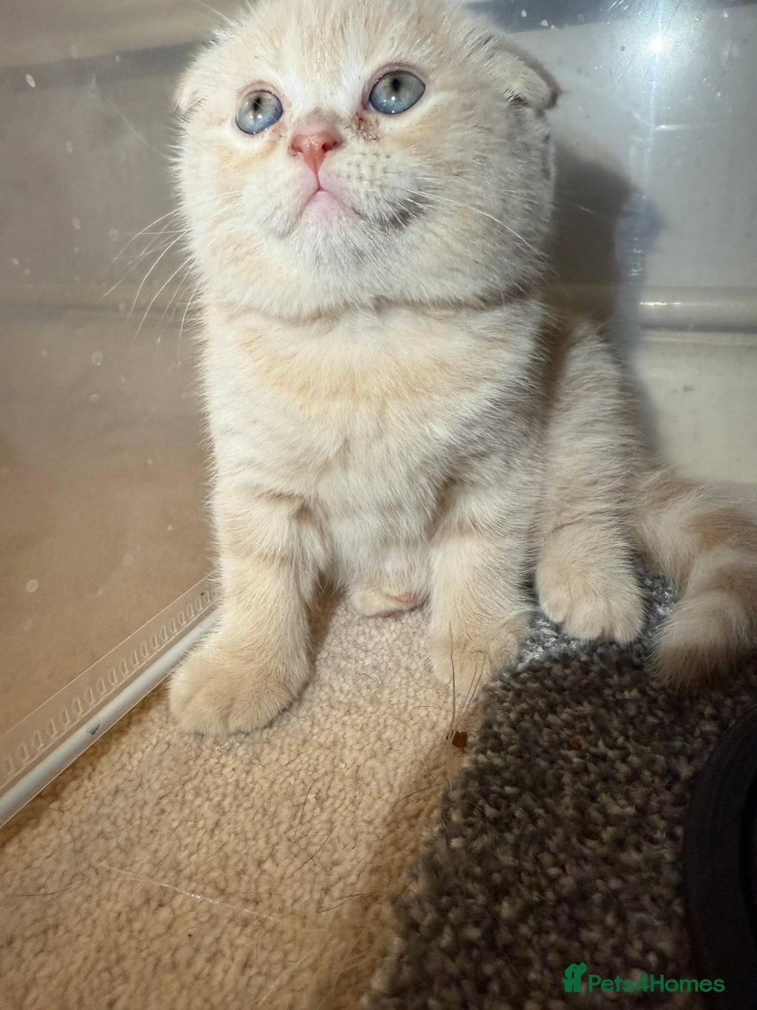 Scottish Fold cats for sale: 3 Adorable Scottish Fold Kittens🩷💙🩷 - Image 27