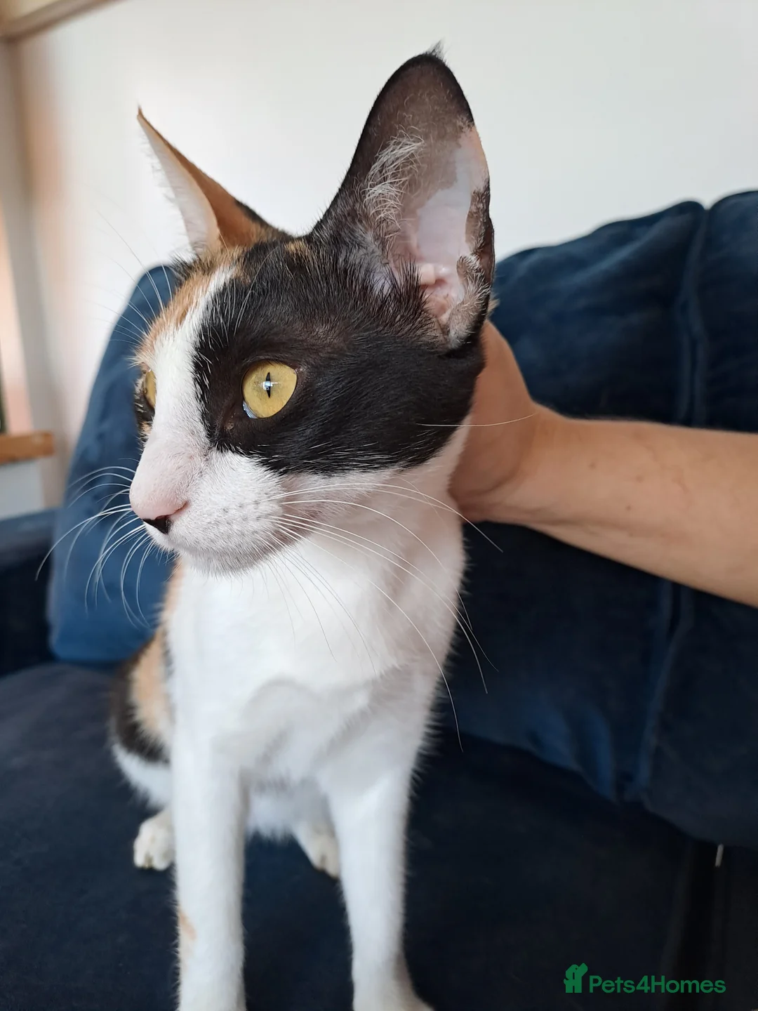 Mixed Breed cats for adoption: Suzie - the sweet and crazy little monkey - Advert 7