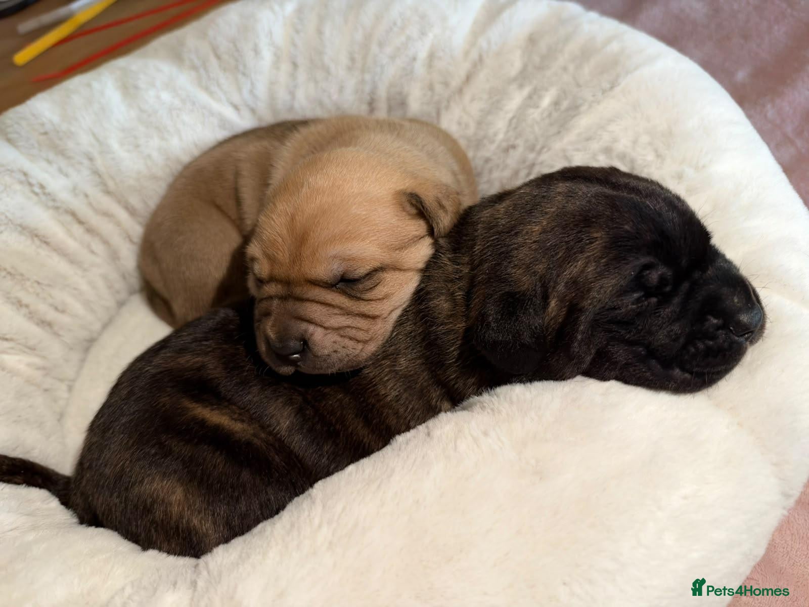 Mixed Breed dogs Cane Corso x Puppies - Advert 2