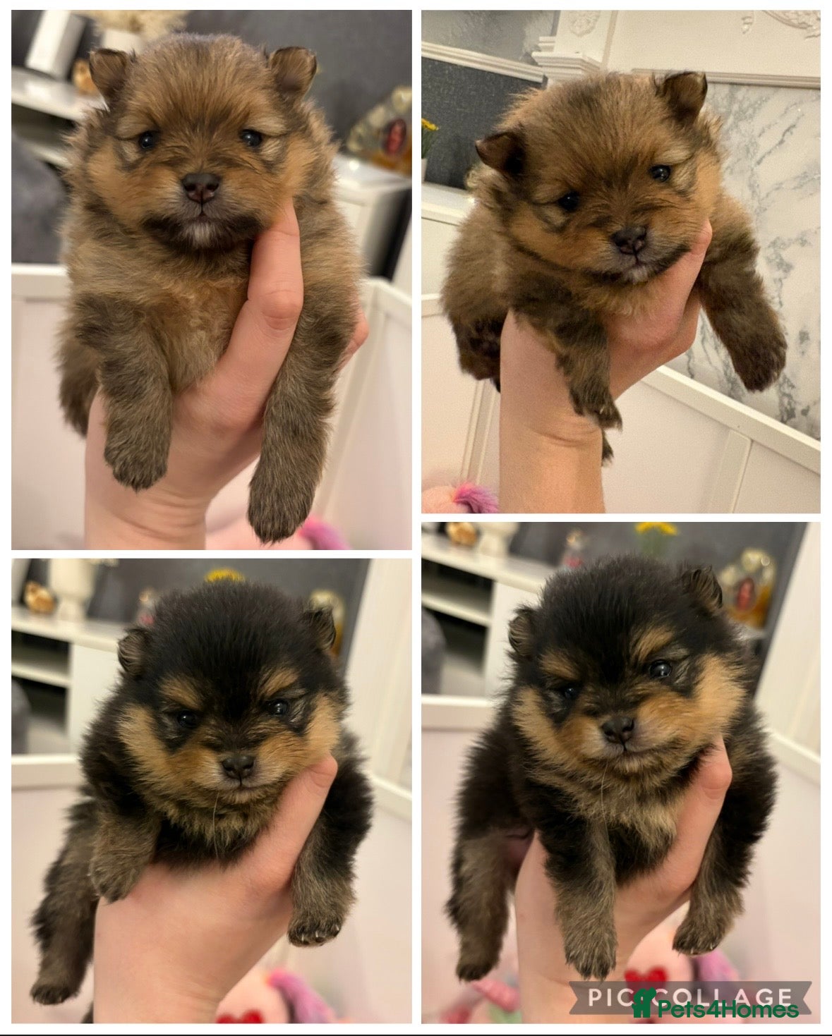 Pomeranian dogs Rkc Pomeranian Puppys looking for 5* homes - Advert 1