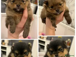 Pomeranian dogs Rkc Pomeranian Puppys looking for 5* homes - Advert 1