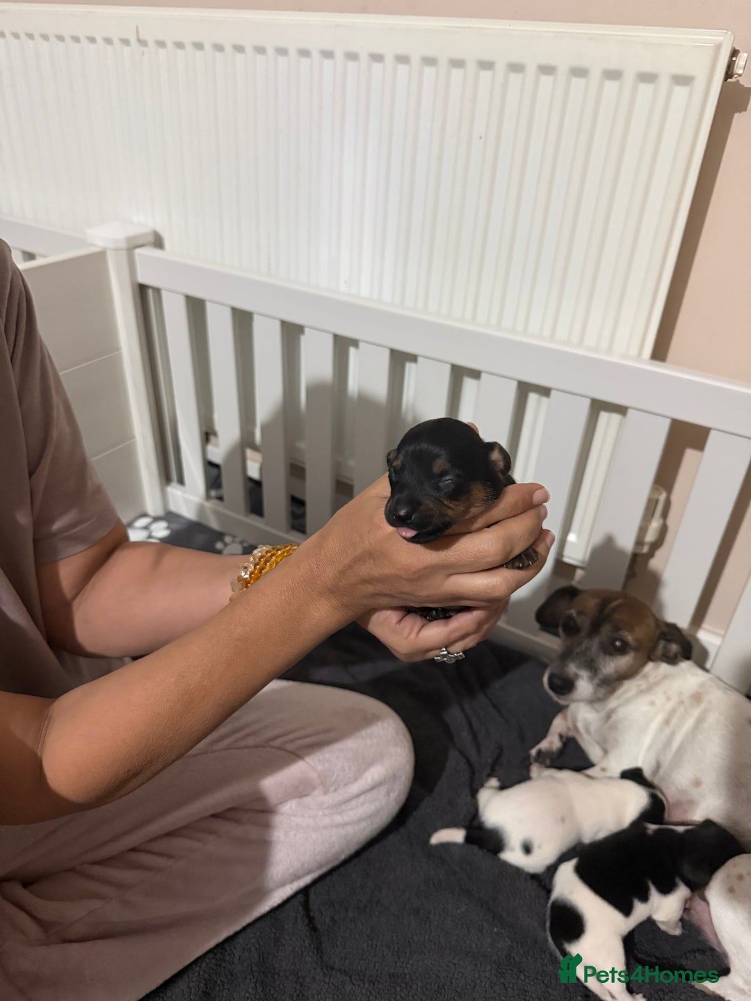 Jack Russell dogs for sale: 3 Jack Russell Puppies  - Image 7