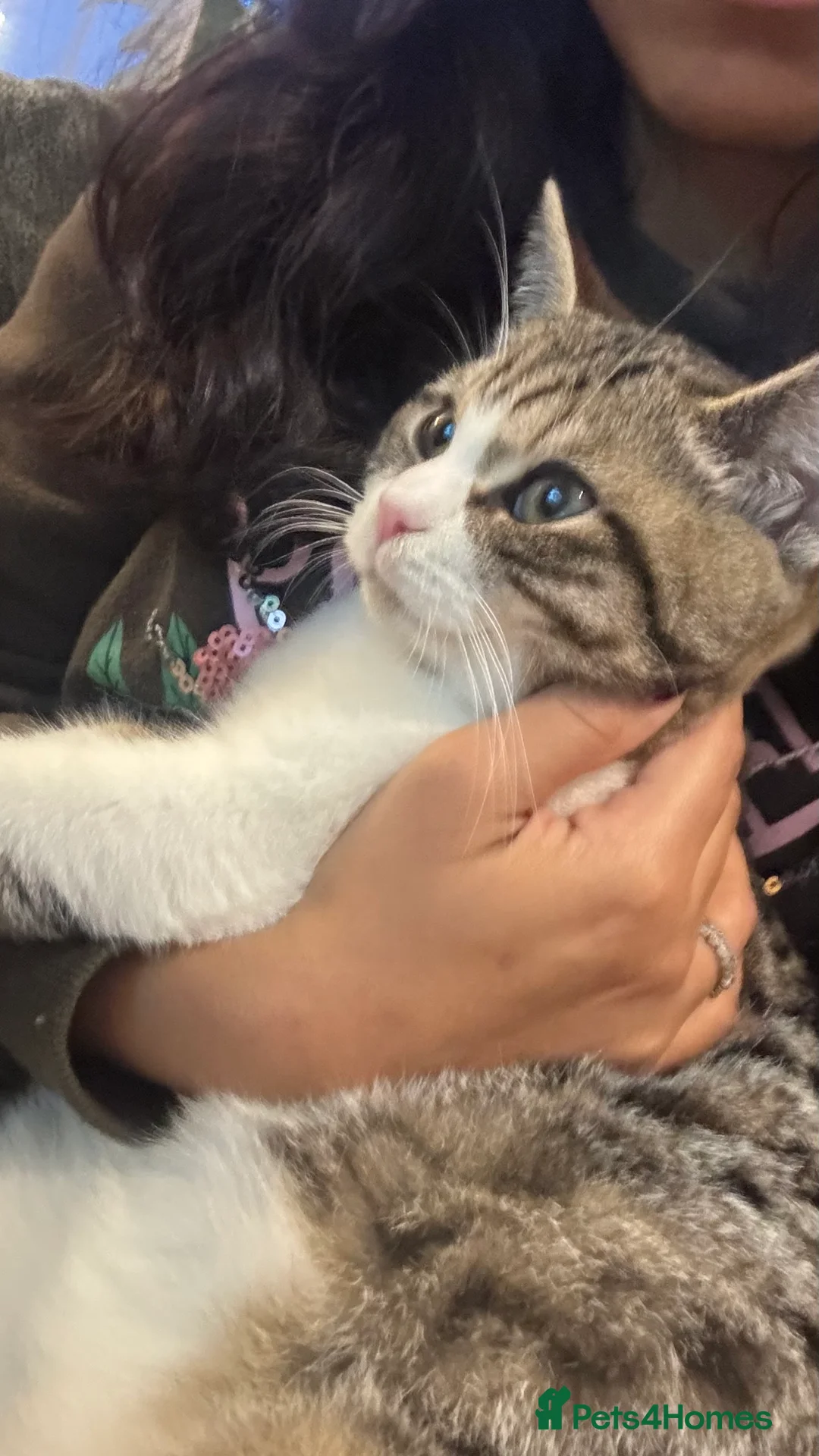 Mixed Breed cats for stud: Male DSH Calico  - Advert 4