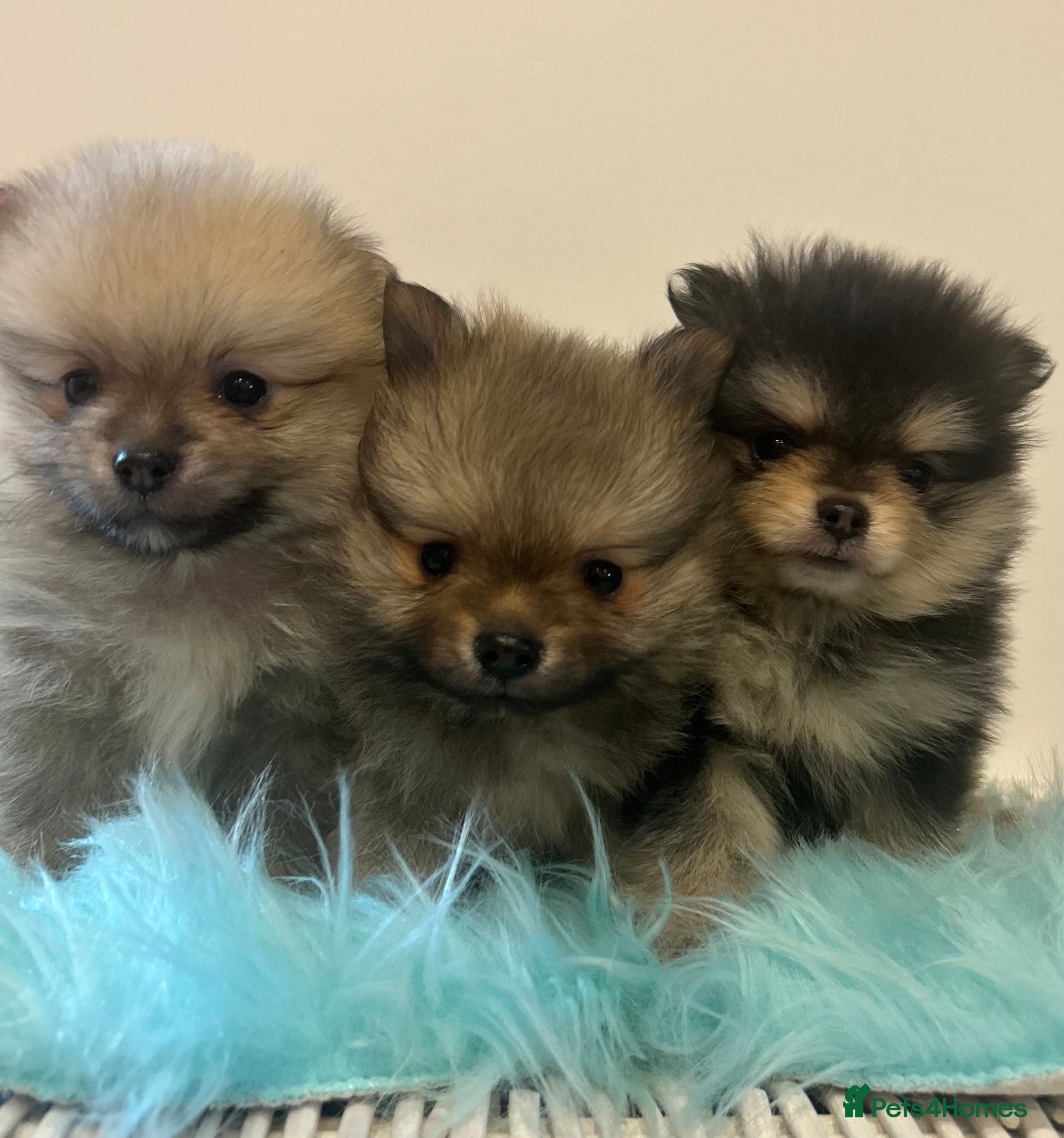 Pomeranian dogs Kc reg stunning pomeranian puppies  - Advert 14