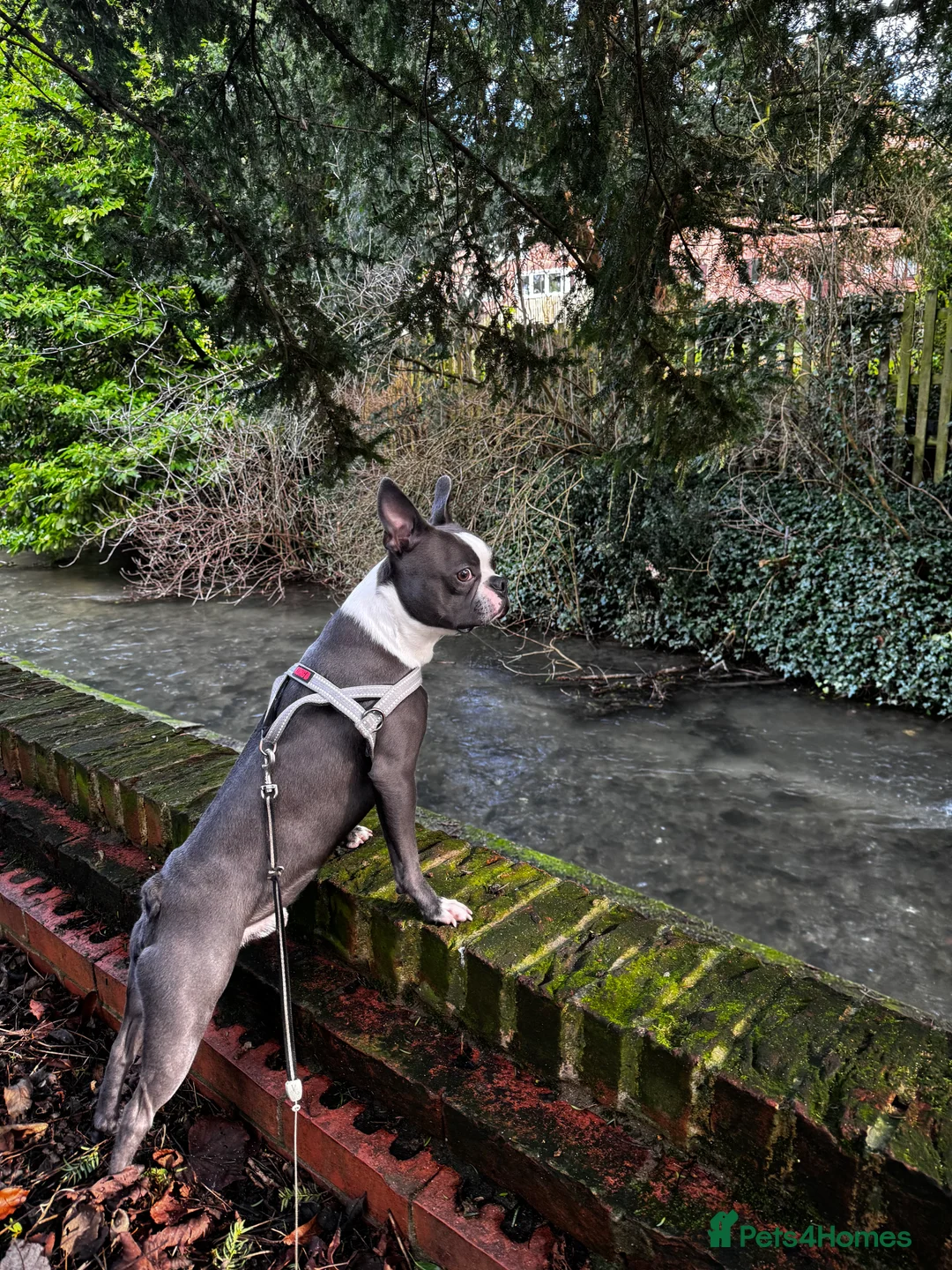 Boston Terrier dogs for stud: Boston terrier for stud blue&white proven KC regis in Wantage - Advert 8