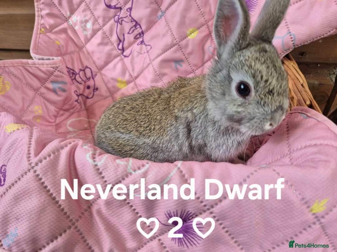 Netherland Dwarf rabbits for sale: Netherland and Mini Lion Lops - Image 7