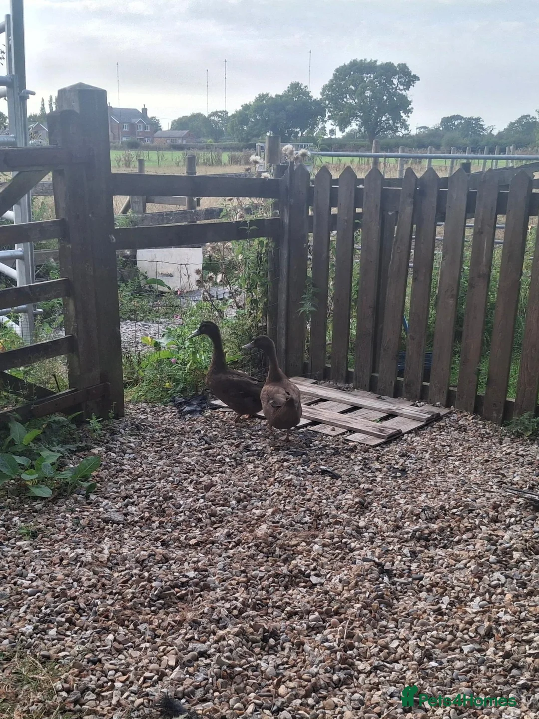 Ducks poultry for sale: Khaki Campbell Pair of ducks - Advert 1
