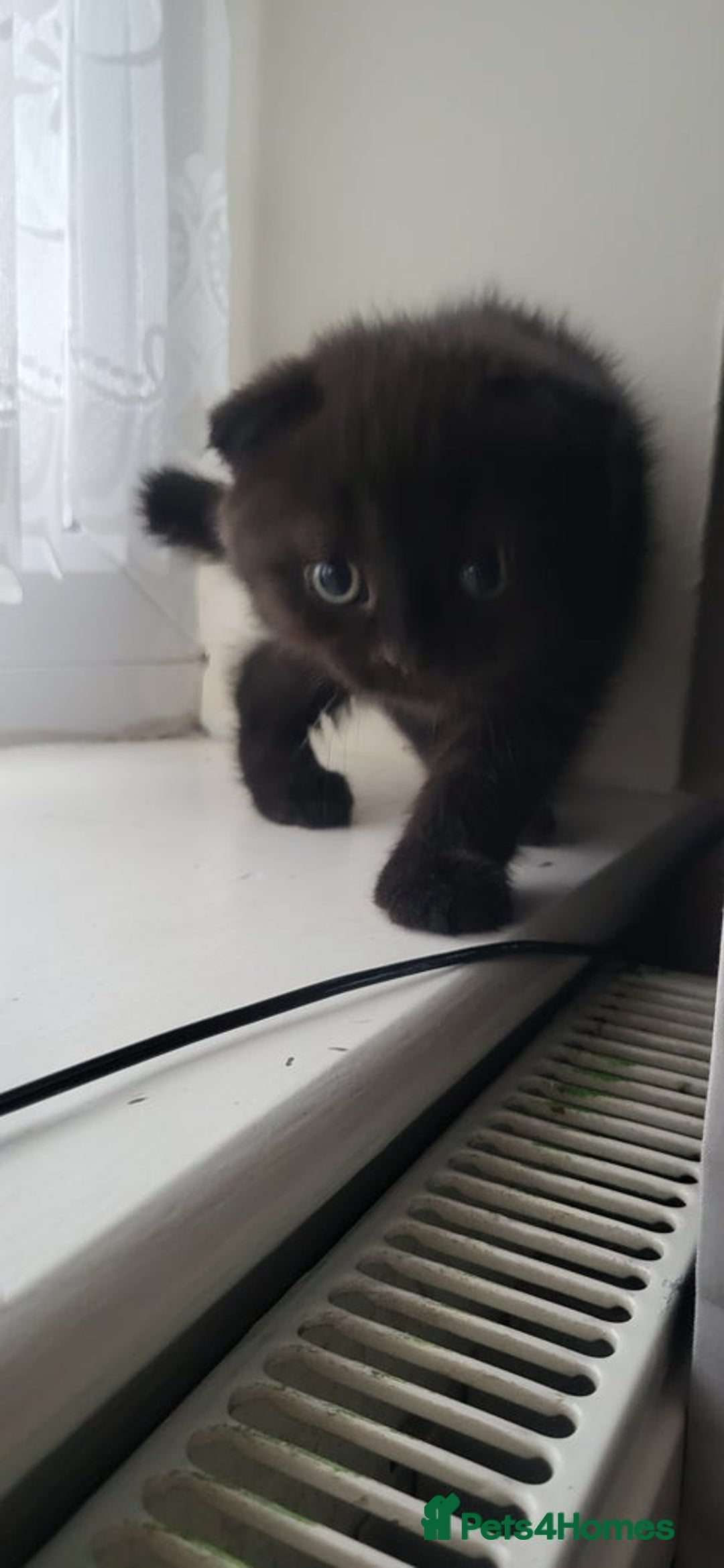 Mixed Breed cats for sale: Black boy  - Advert 5