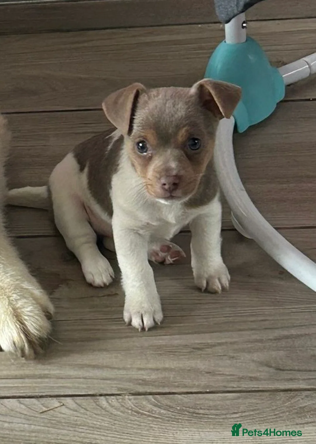 Jack Russell dogs for stud: Miniature Chocolate and Tan Jack Russell For Stud in Ebbw Vale - Advert 9