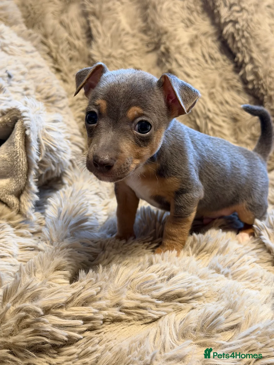 Jack Russell dogs for sale: Miniature Rare Coloured imported line JR babies  - Advert 10
