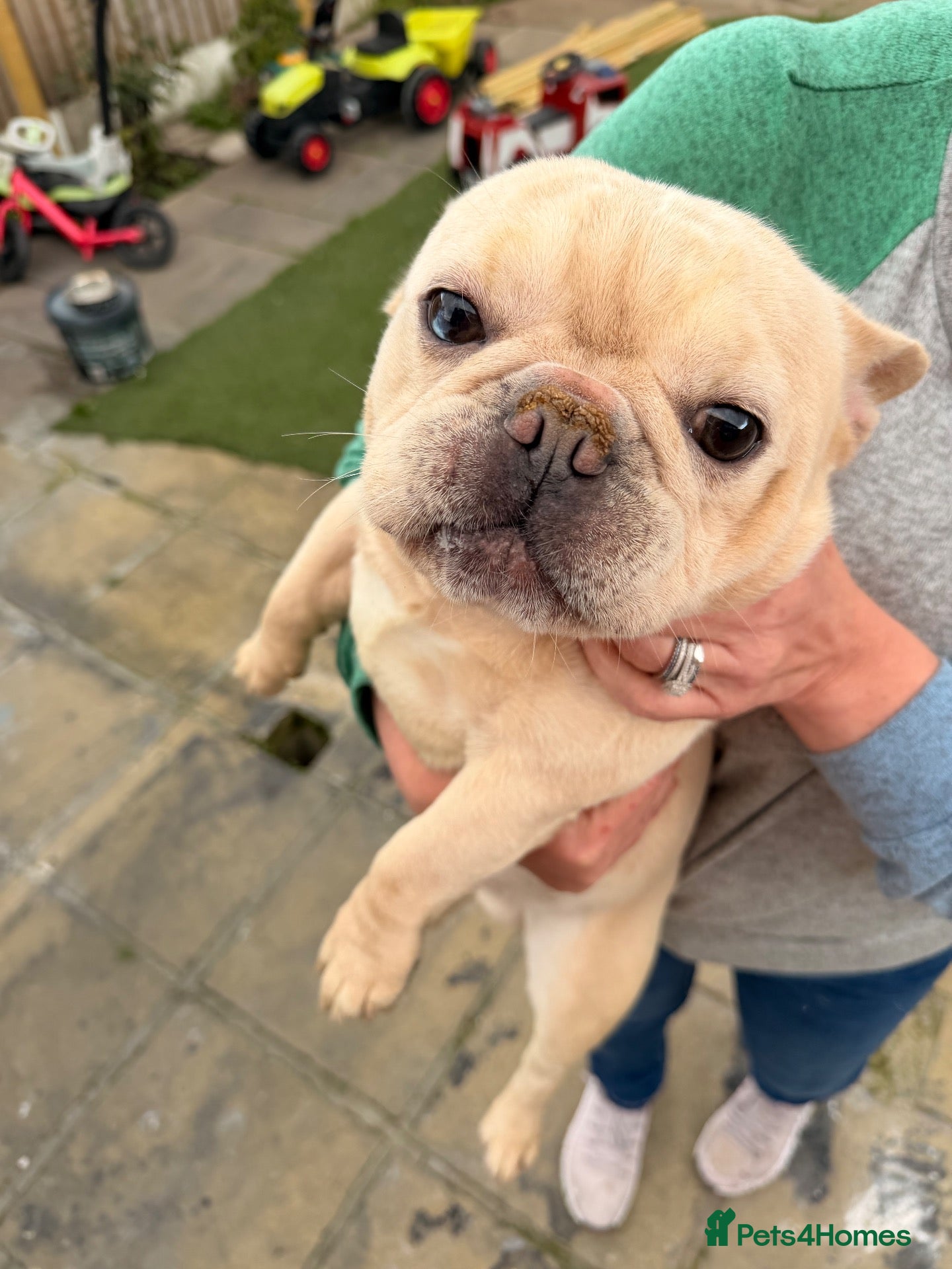 French Bulldog dogs 2 year old French bulldog - Advert 9