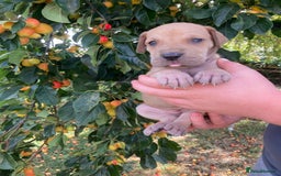Great Dane dogs for sale: Beautiful Great Dane pups - Image 5