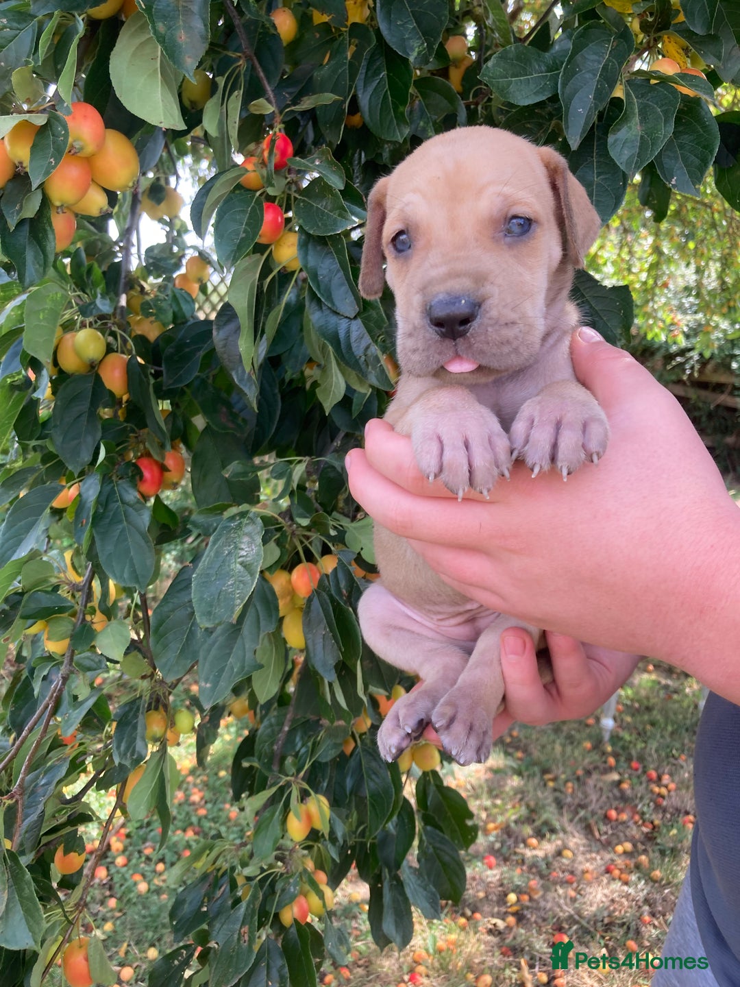 Great Dane dogs for sale: Beautiful Great Dane pups - Image 5