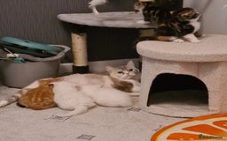 Persian cats for sale: Beautiful Persian X BSH Kittens  - Image 2