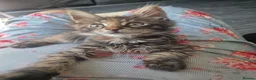 Mixed Breed cats for sale: Maine Coon mix kittens  in Heathfield - Advert 19
