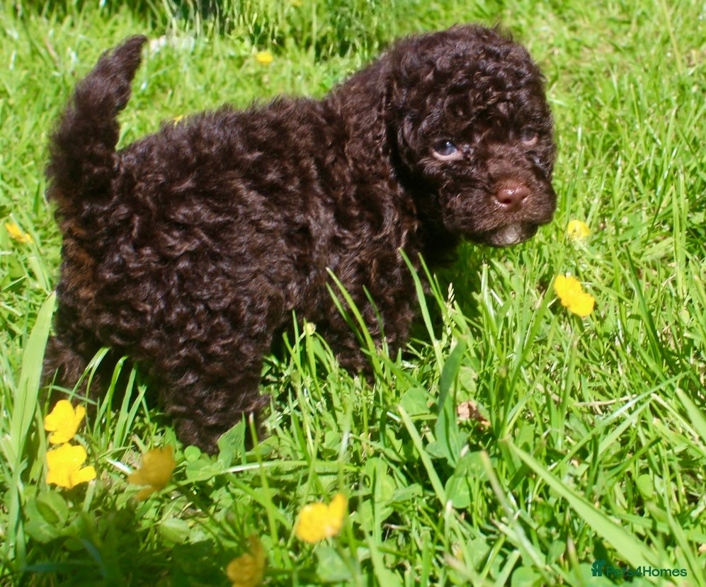 Cockapoo dogs Exceptional health tested American Cockapoos - Advert 3