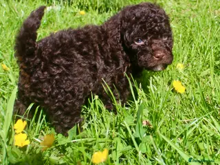 Cockapoo dogs Exceptional health tested American Cockapoos - Advert 3