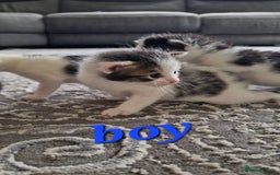 Maine Coon cats for sale: Beautiful Maine Coon X kittens  - Image 6