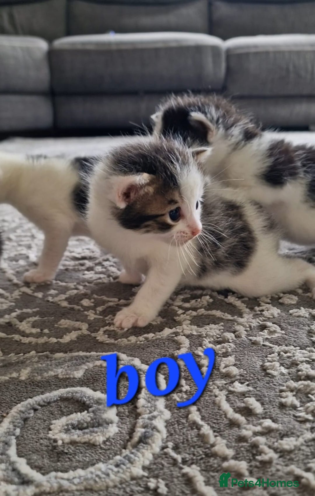 Maine Coon cats for sale: Beautiful Maine Coon X kittens  - Image 6