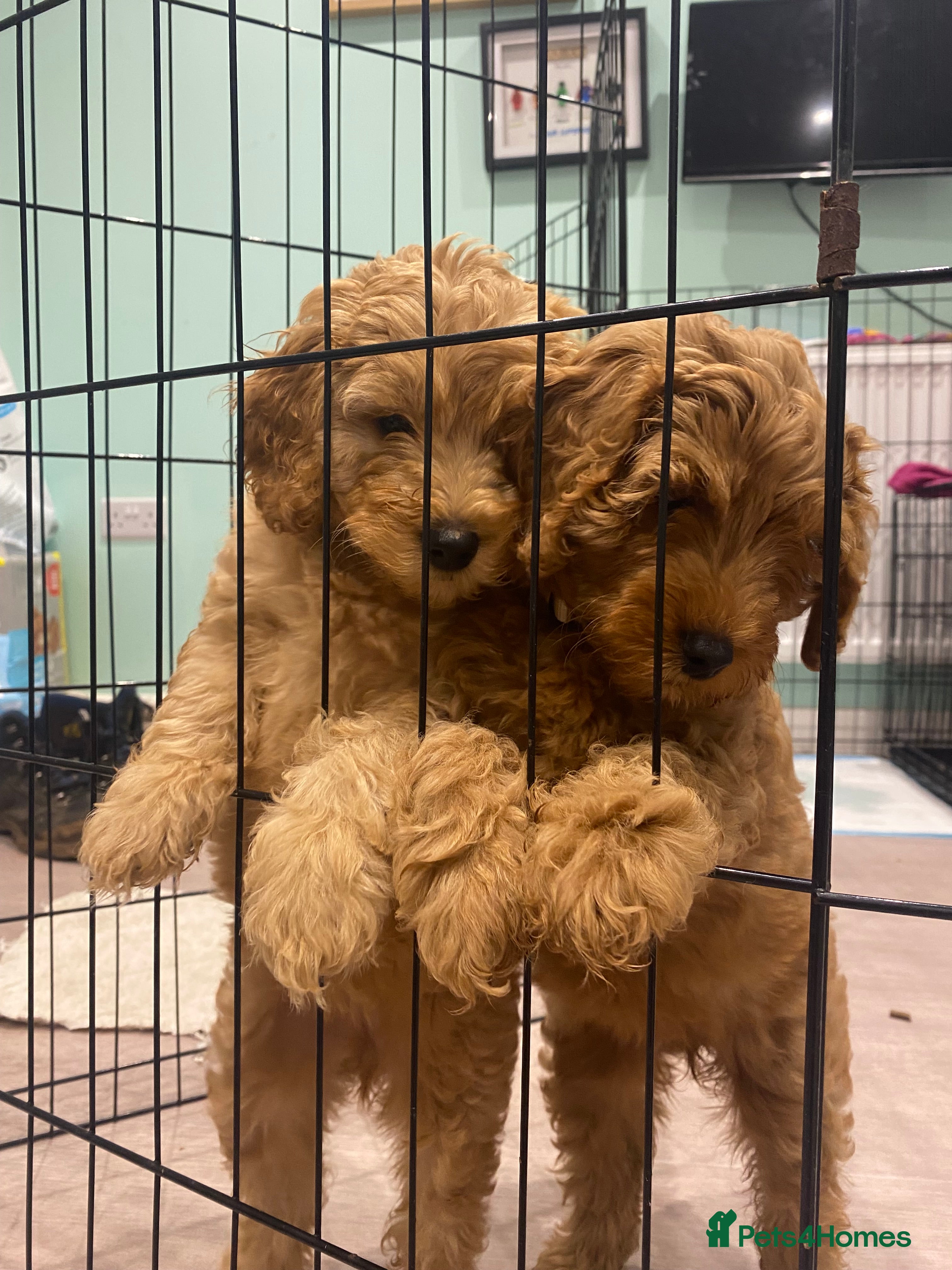 Mixed Breed dogs Last 2 available! 💜🤍Mini Double Doodles - Advert 2