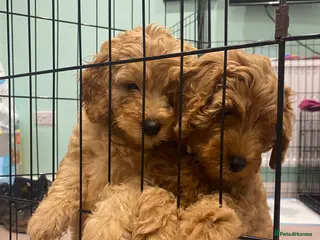 Mixed Breed dogs Last 2 available! 💜🤍Mini Double Doodles - Advert 3