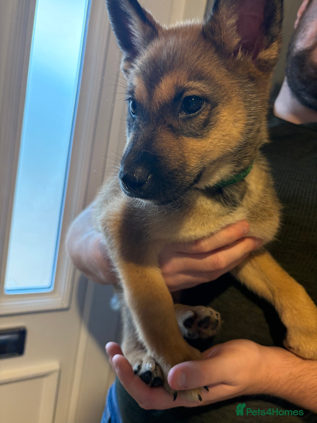 Mixed Breed dogs for sale: Siberian husky cross belgian malinois - Image 18