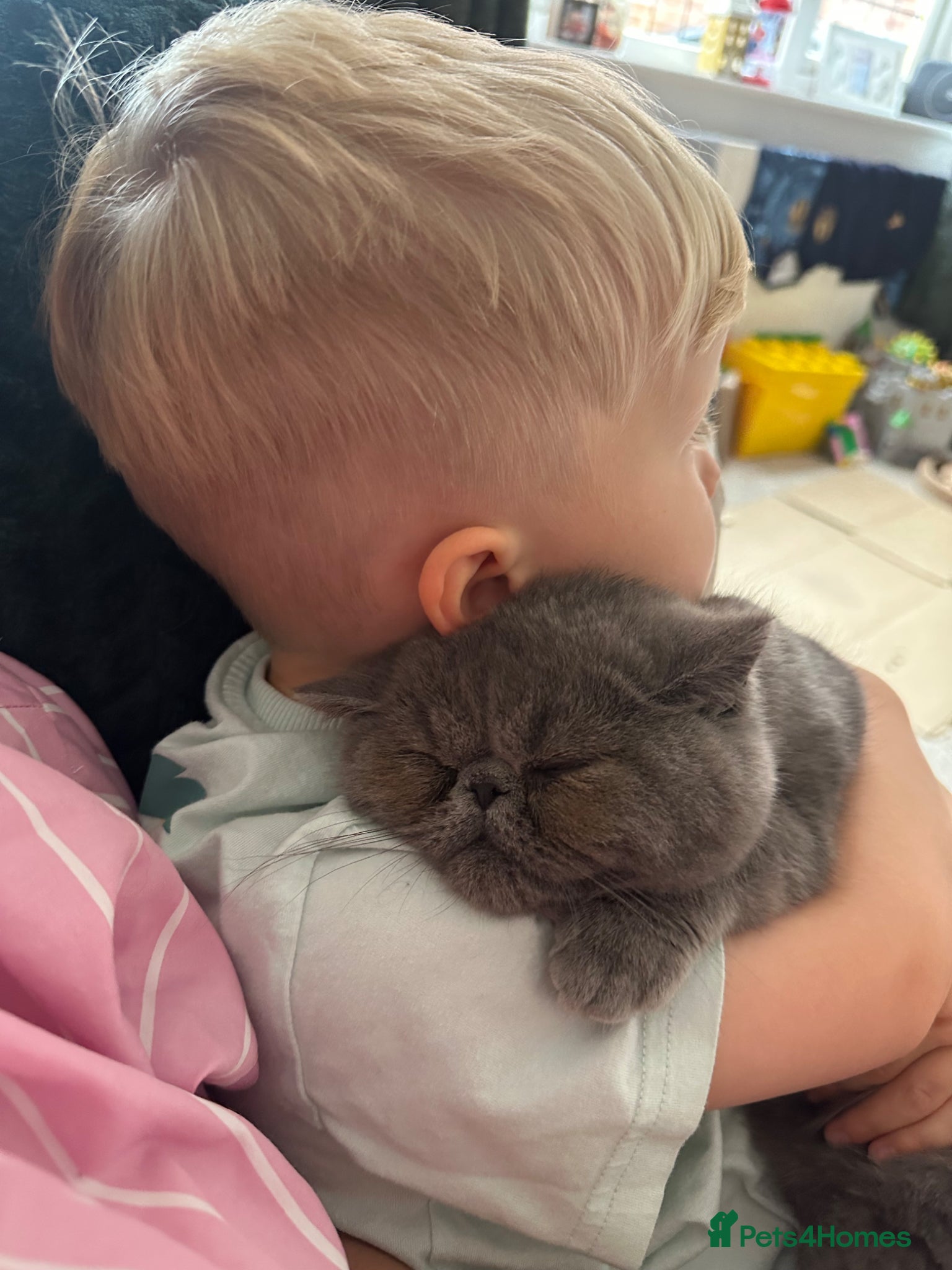 Exotic cats for sale: Baloo is looking for a new home  - Advert 4