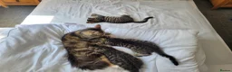 Mixed Breed cats for sale: READY NOW.... - Advert 9