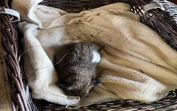 Guinea Pig rodents for sale: Beautiful baby guinea pigs for sale  - Image 13