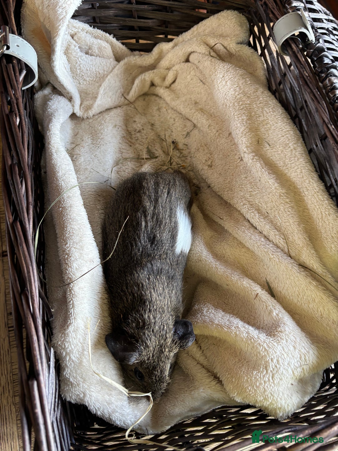 Guinea Pig rodents for sale: Beautiful baby guinea pigs for sale  - Image 13